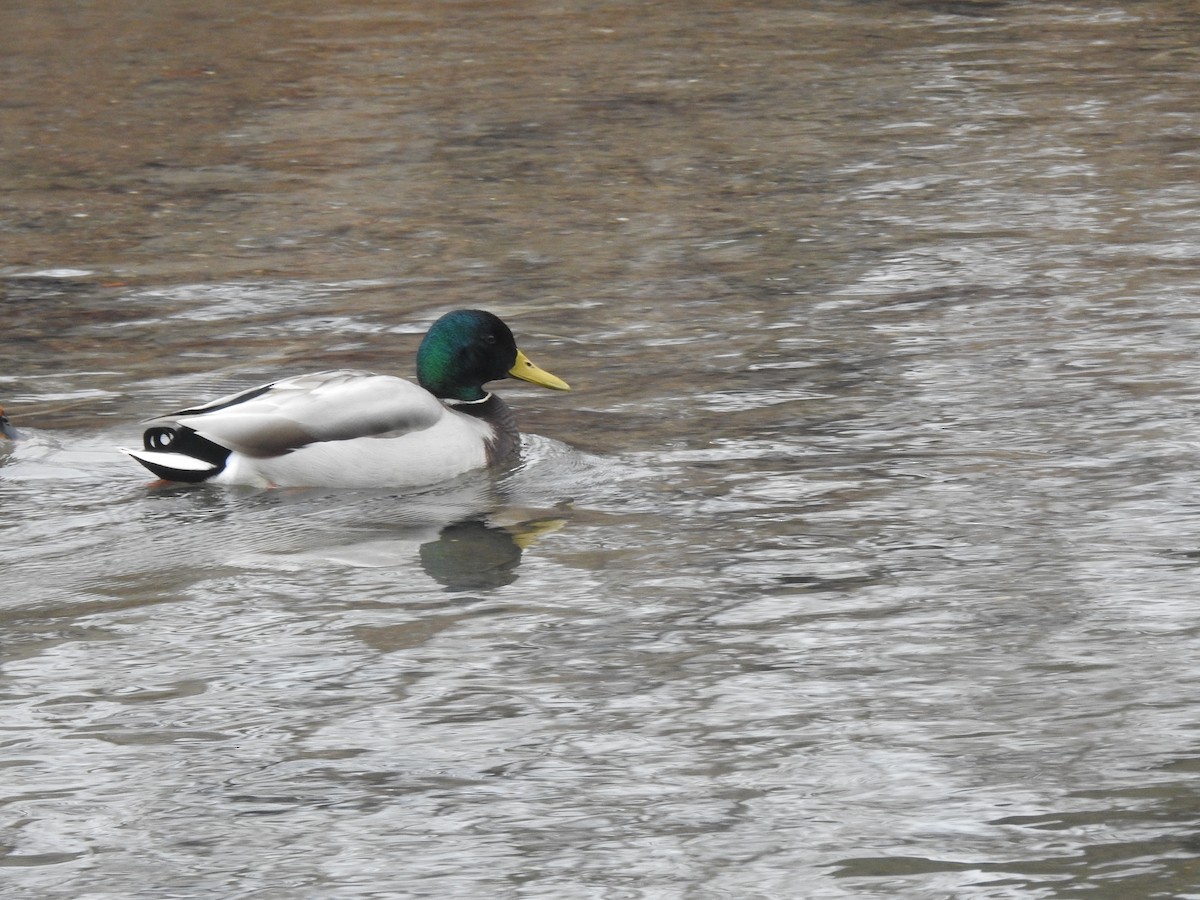 Mallard - ML629648691