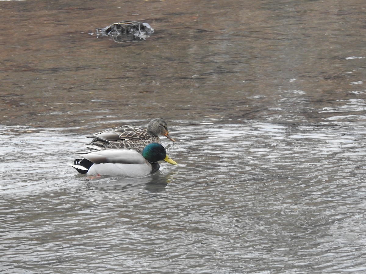 Mallard - ML629648692