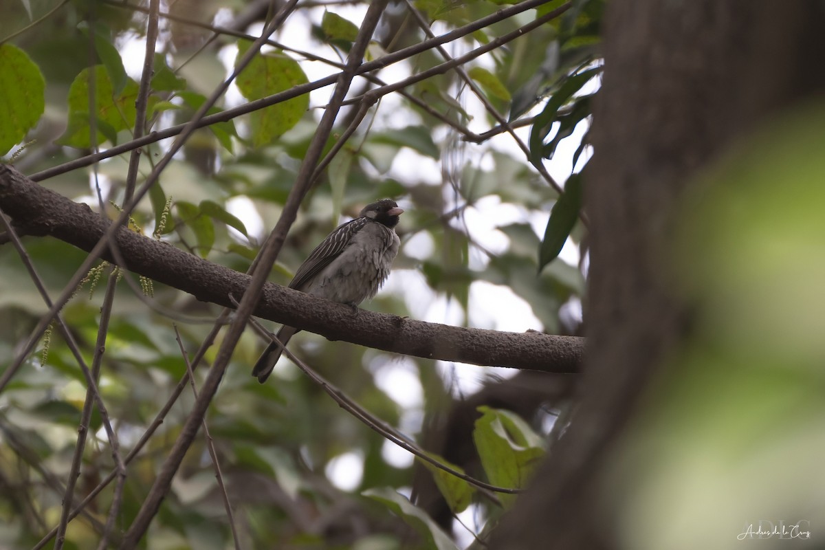 Greater Honeyguide - ML629648870