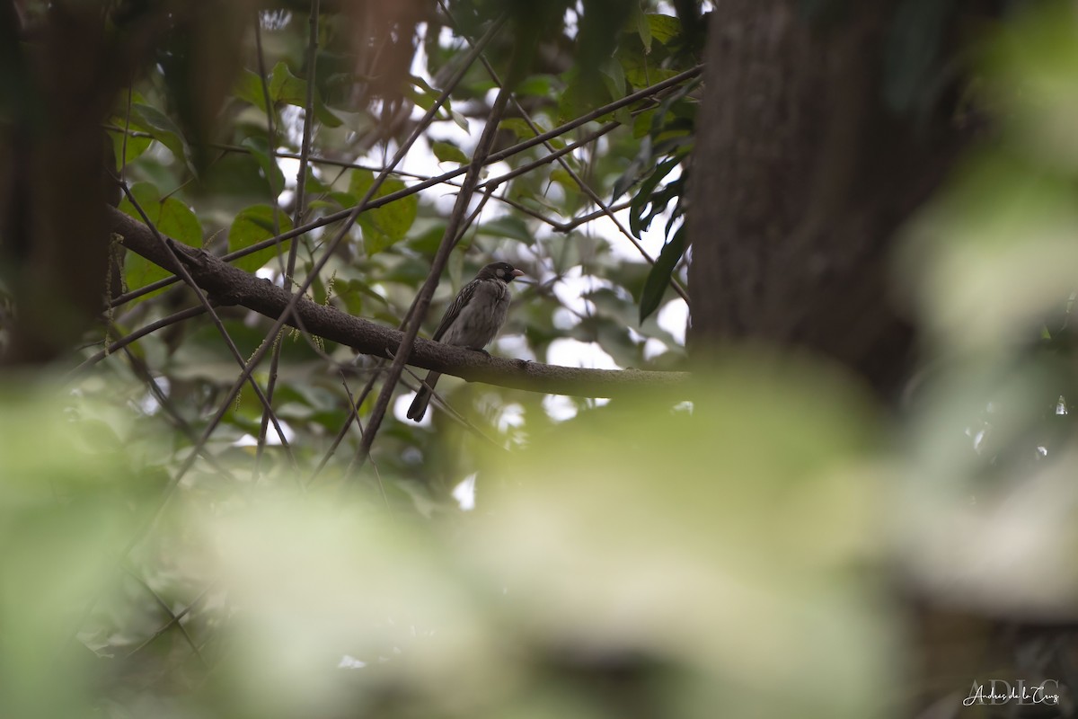 Greater Honeyguide - ML629648871