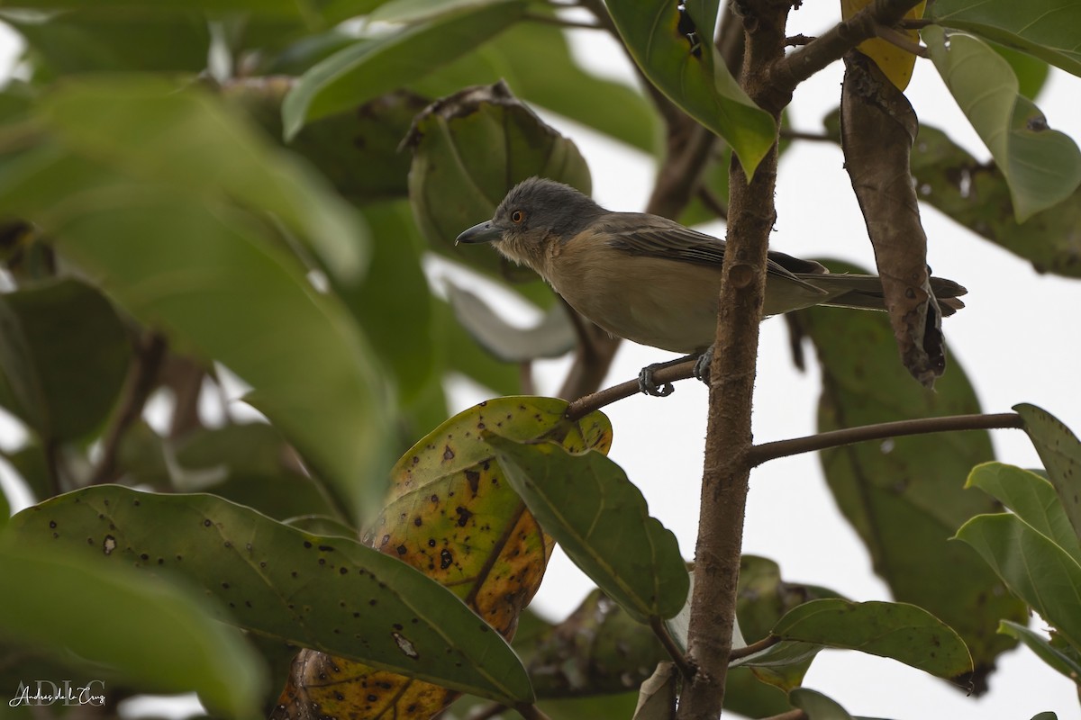 Northern Puffback - ML629648932