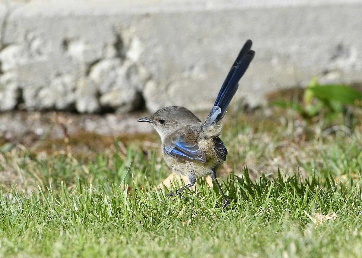 Splendid Fairywren - ML629648984