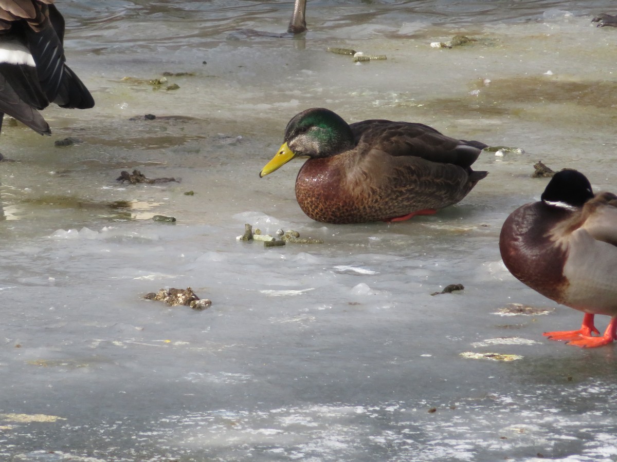Mallard x American Black Duck (hybrid) - ML629649240