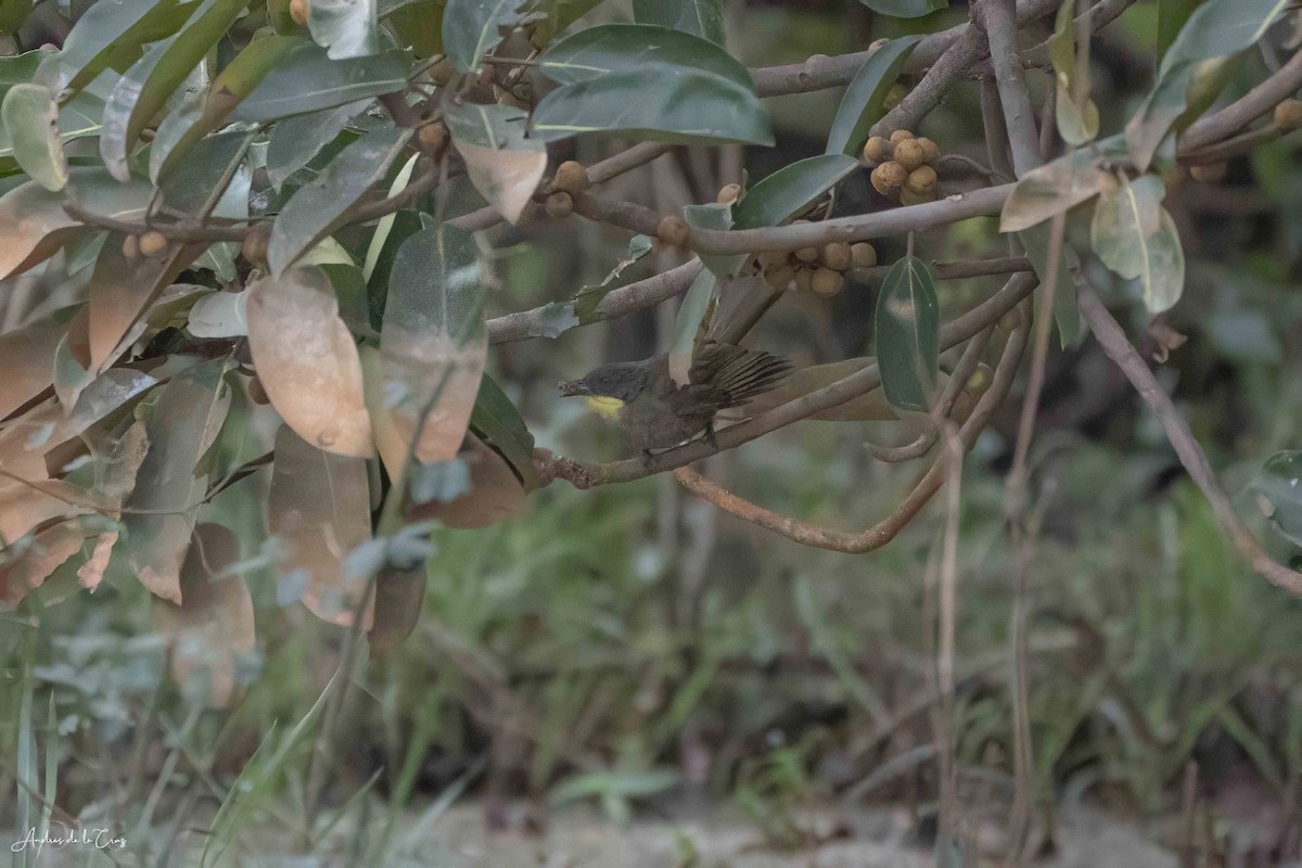 Yellow-gorgeted Greenbul - ML629649280