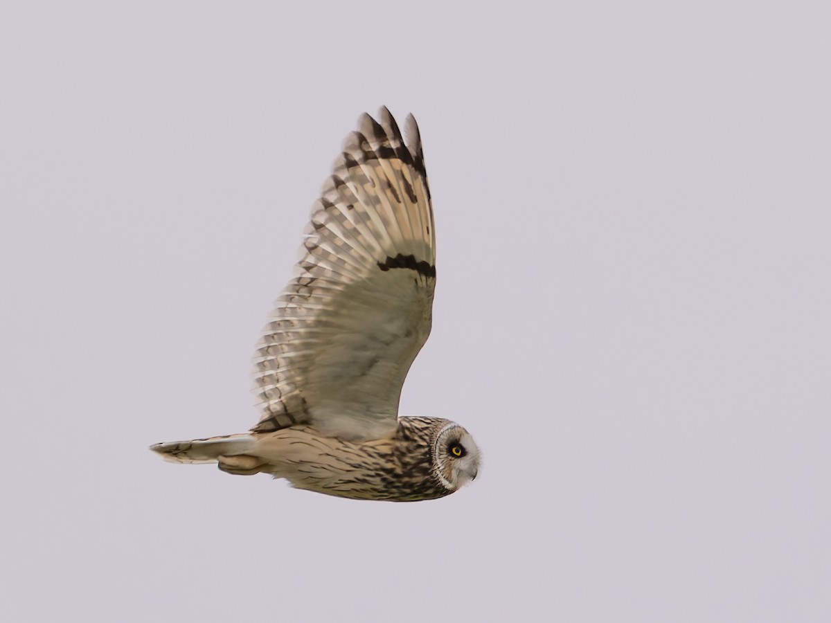 Gufo di palude - ML629649381