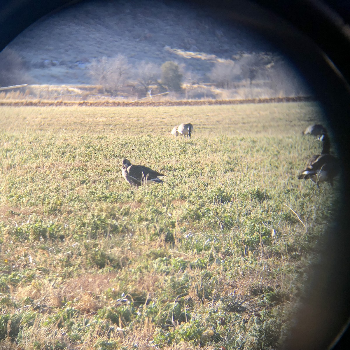 husa běločelá - ML629649404