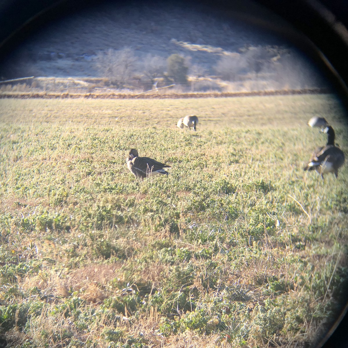 husa běločelá - ML629649405