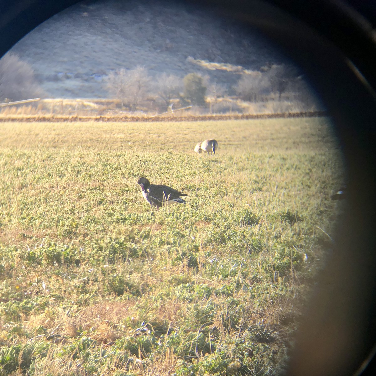 husa běločelá - ML629649406