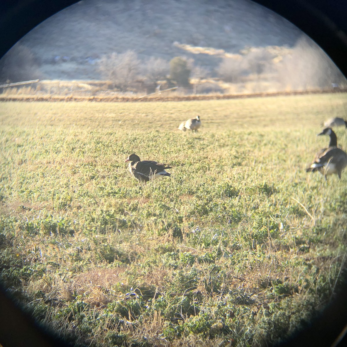 husa běločelá - ML629649407