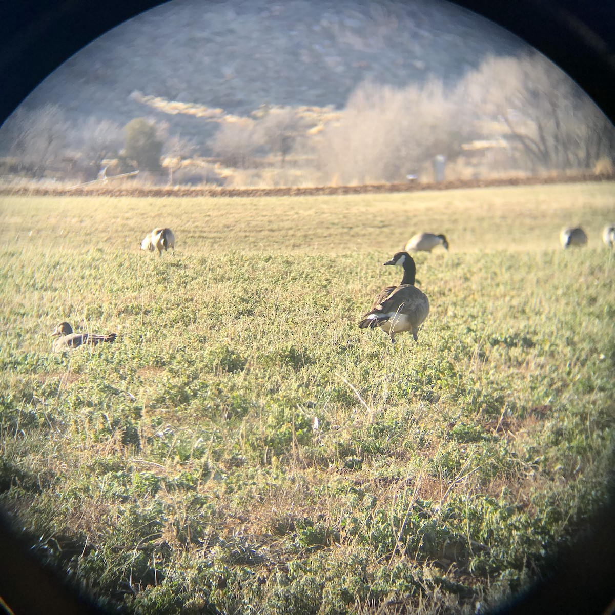 husa běločelá - ML629649408