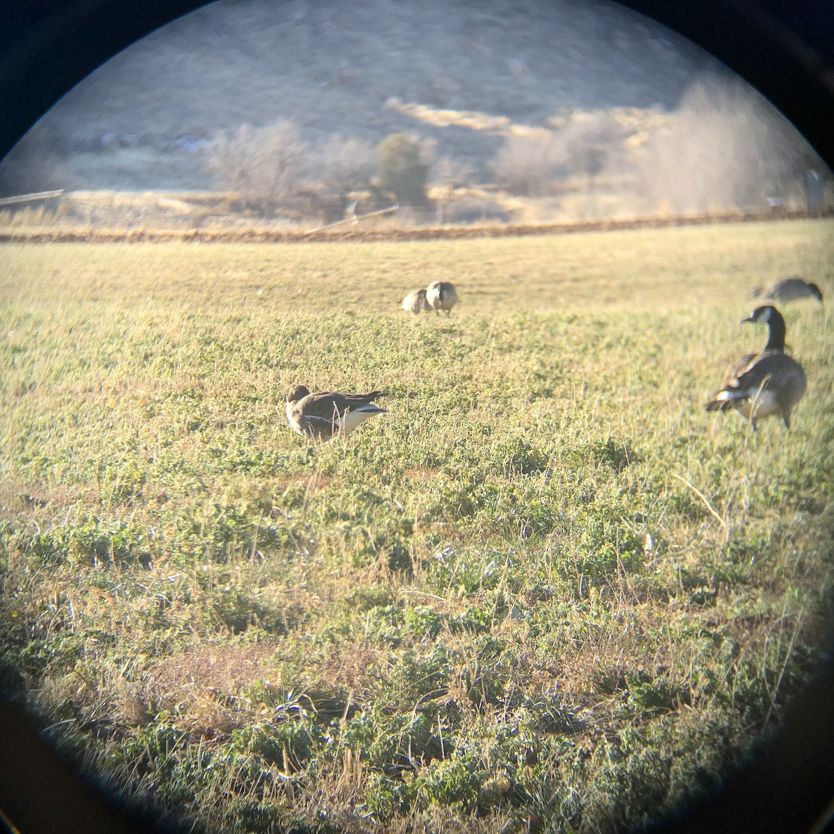 husa běločelá - ML629649409