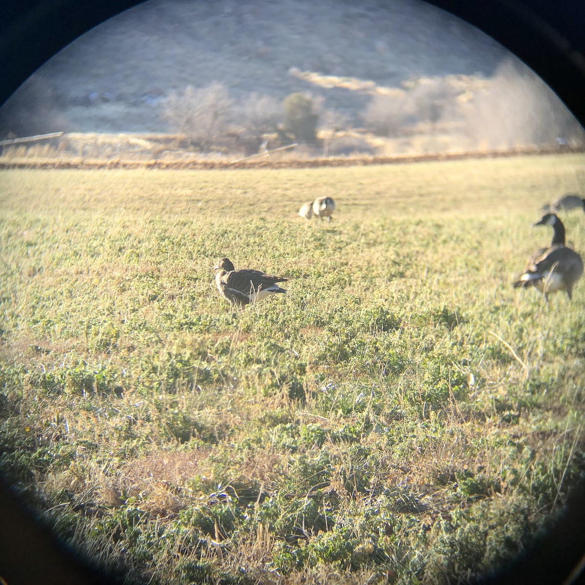 husa běločelá - ML629649410