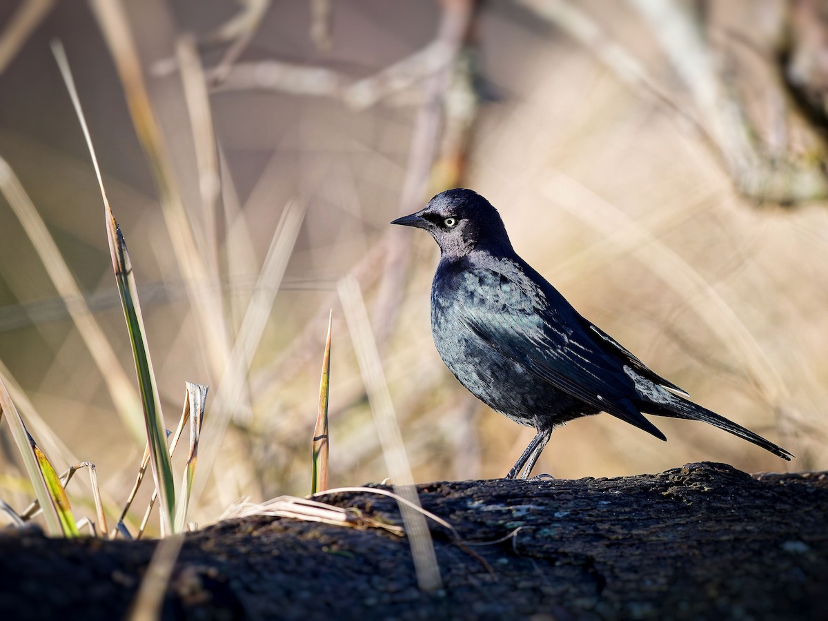 Brewer's Blackbird - ML629649574