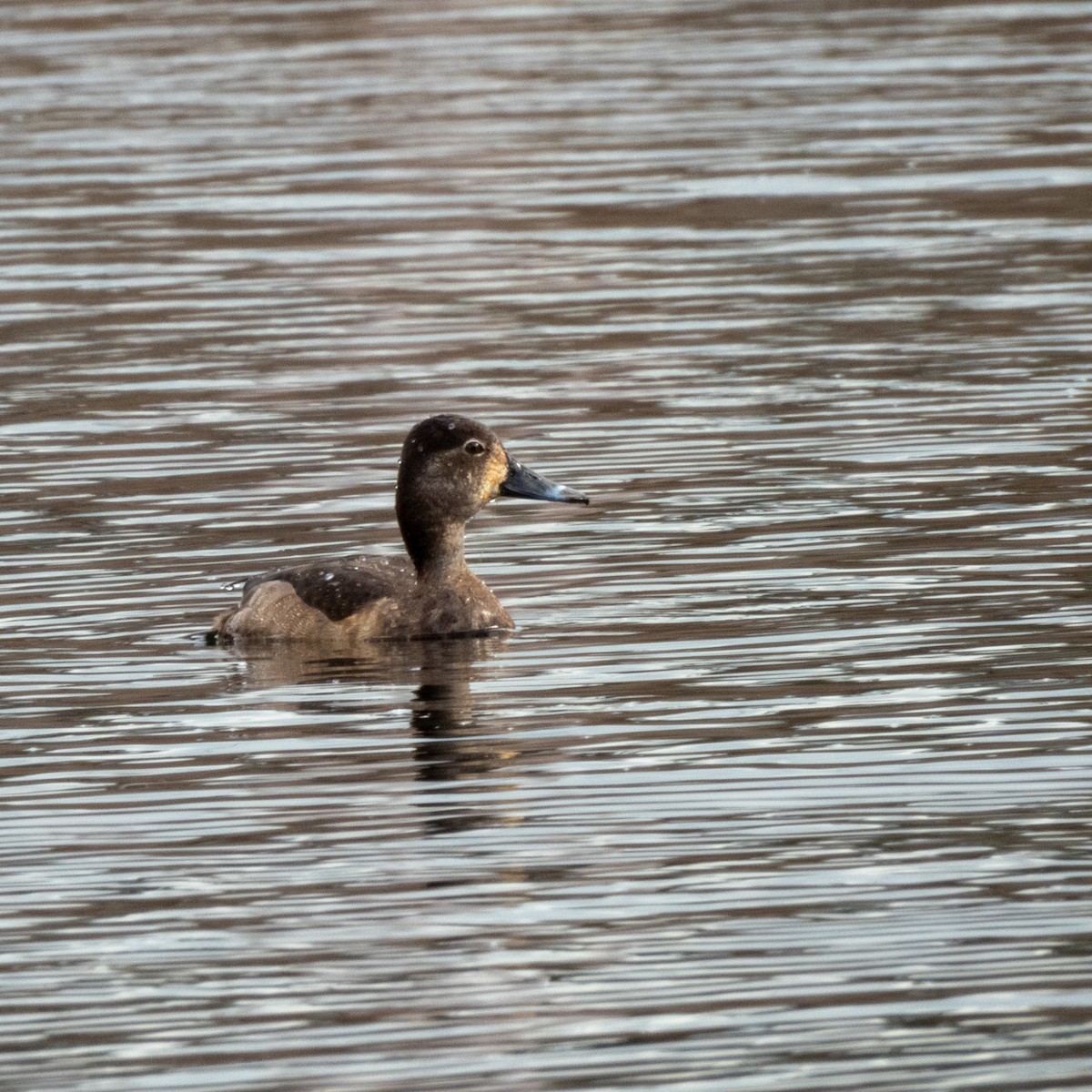 Ring-necked Duck - ML629649635