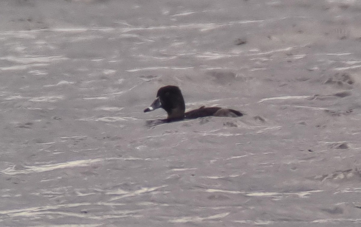 Ring-necked Duck - ML629649679