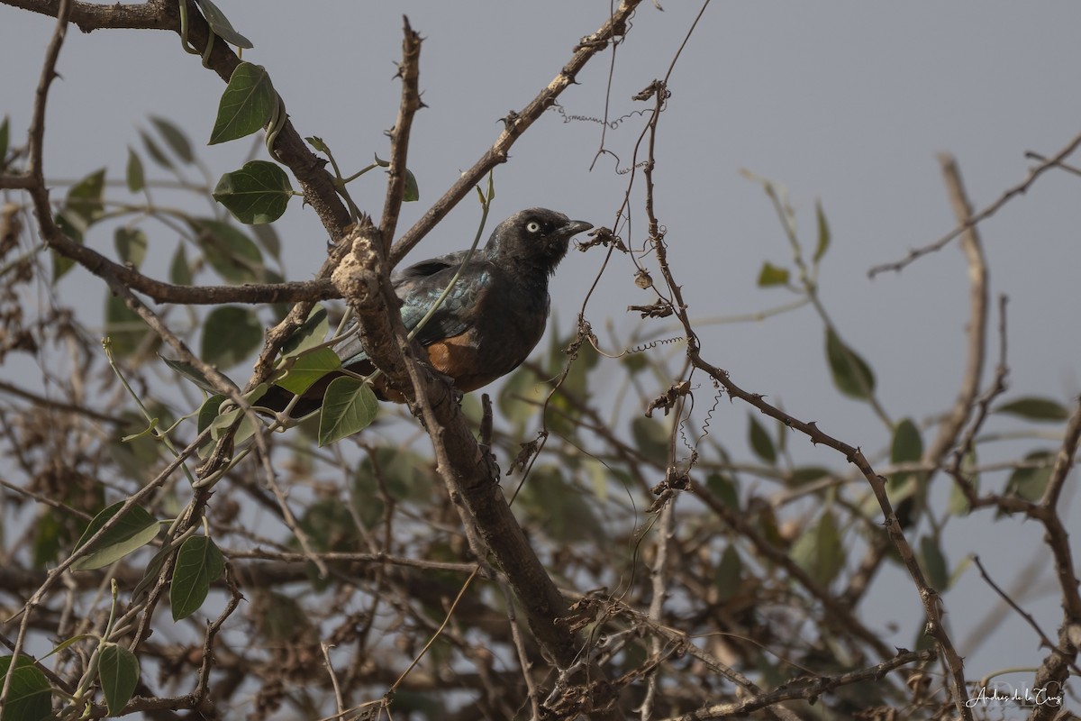 Chestnut-bellied Starling - ML629649681