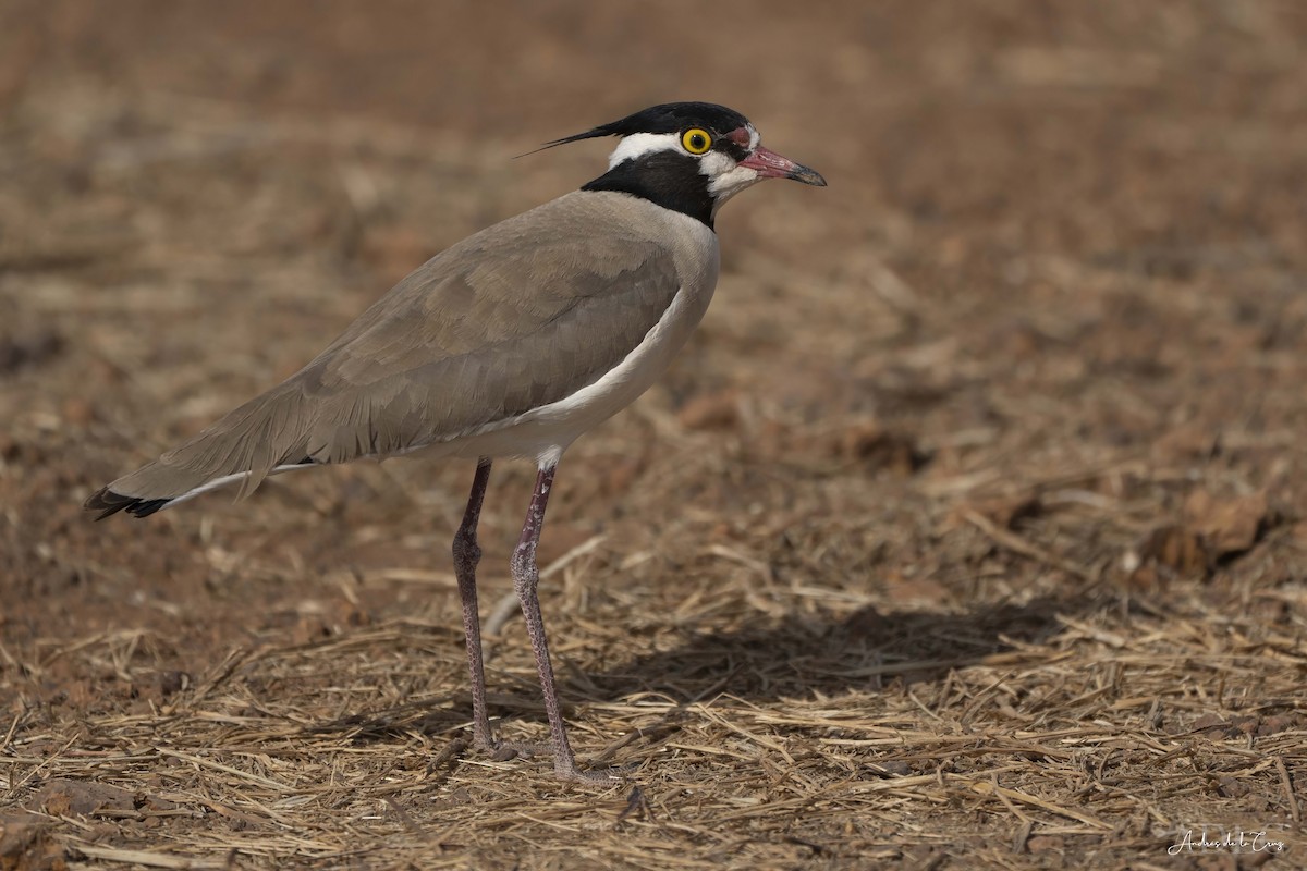 Black-headed Lapwing - ML629649770