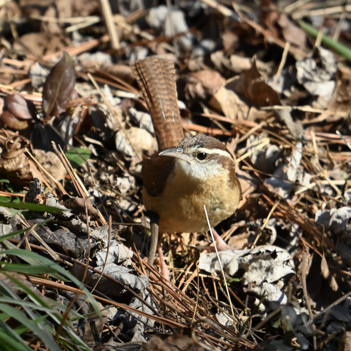 Carolina Wren - ML629650147