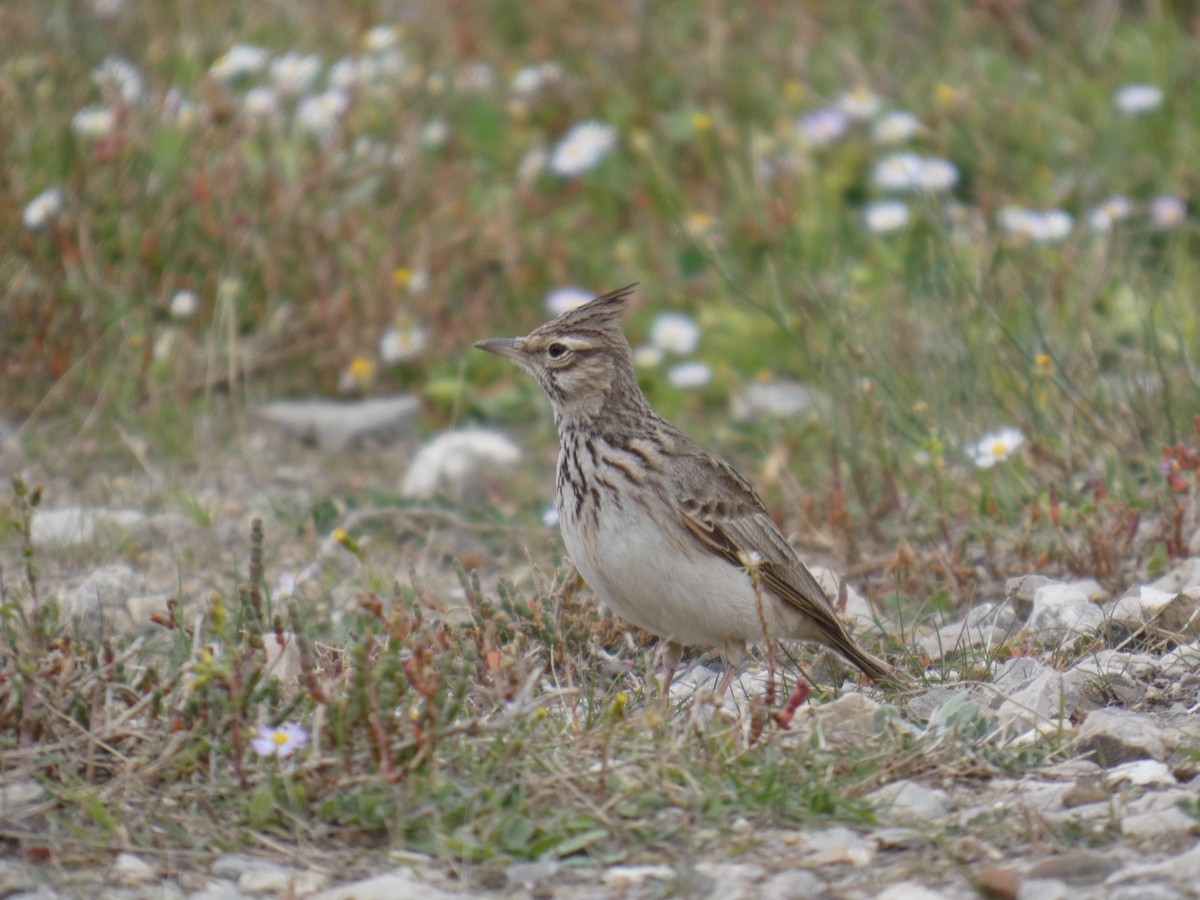 Crested Lark (Crested) - ML629650450