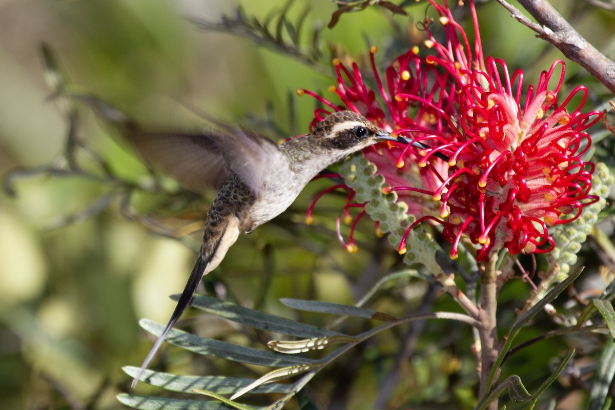 Scale-throated Hermit - ML629650540