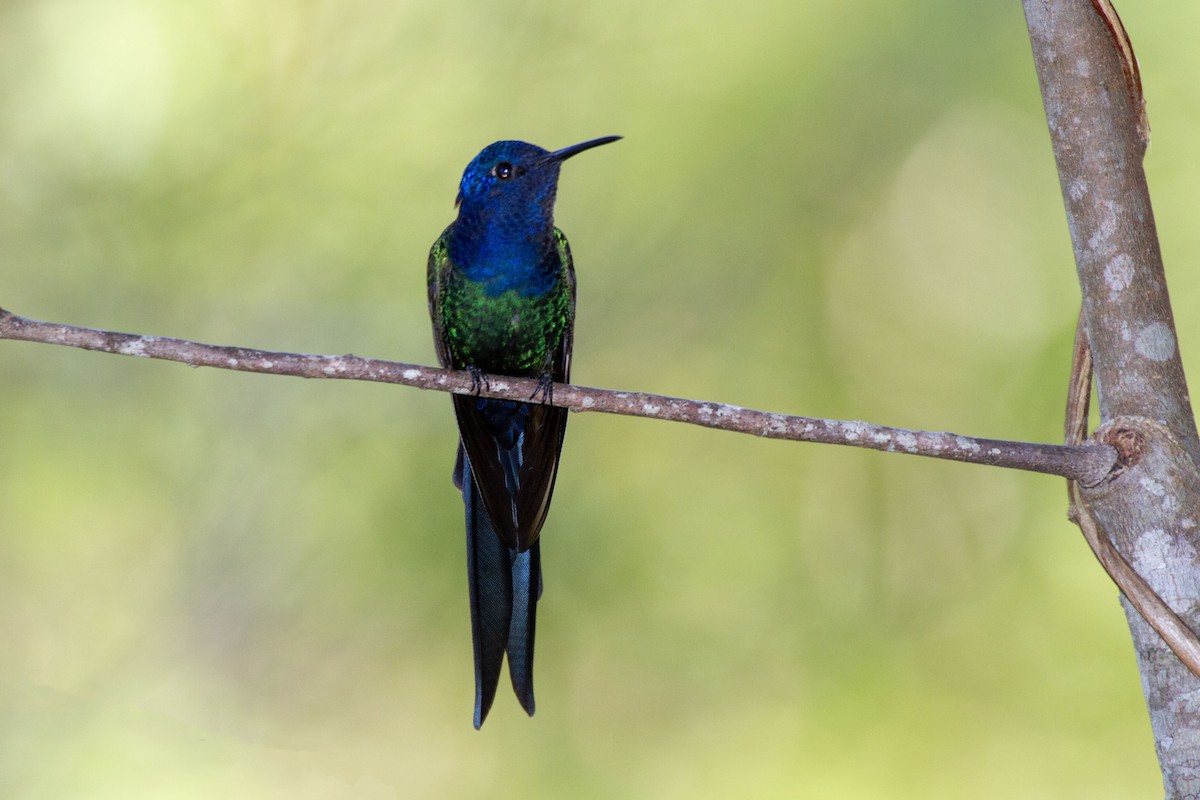 Swallow-tailed Hummingbird - ML629650560