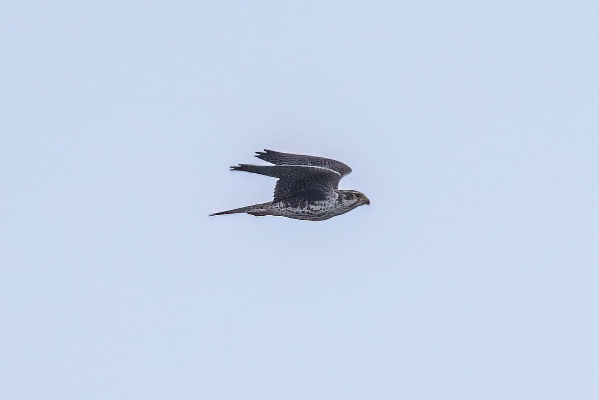 Prairie Falcon - ML629650641