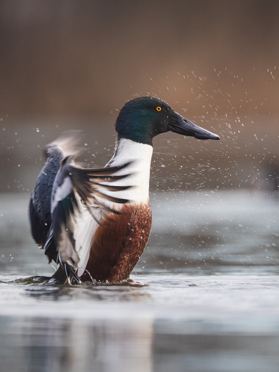 Northern Shoveler - ML629650889