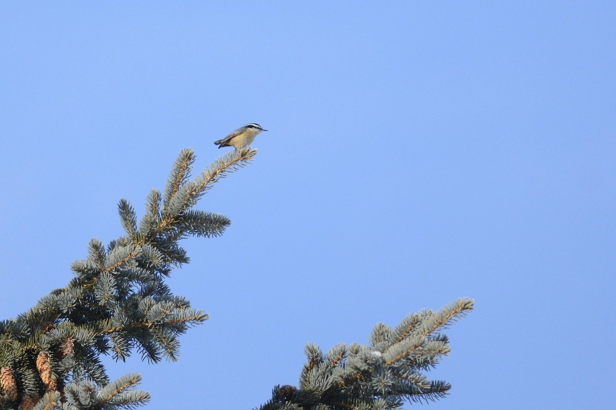 Red-breasted Nuthatch - ML629651281