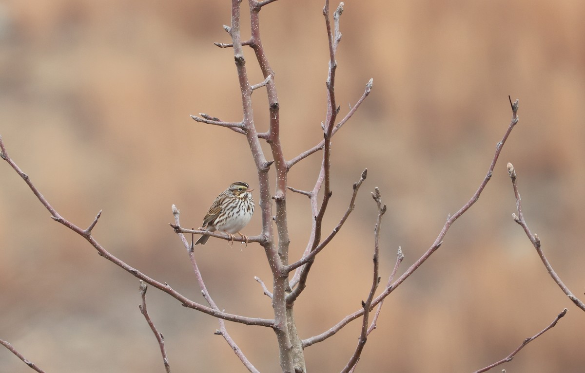 Savannah Sparrow - ML629651572