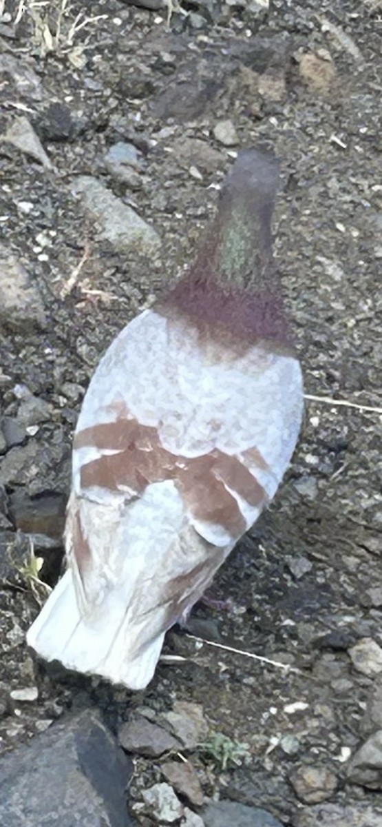 Rock Pigeon (Feral Pigeon) - ML629651589