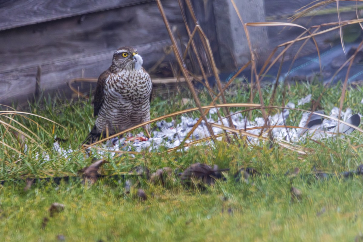 Eurasian Sparrowhawk - ML629651602