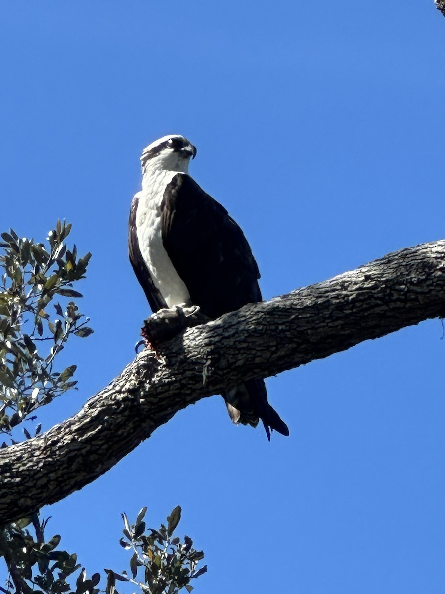 orlovec říční - ML629651654