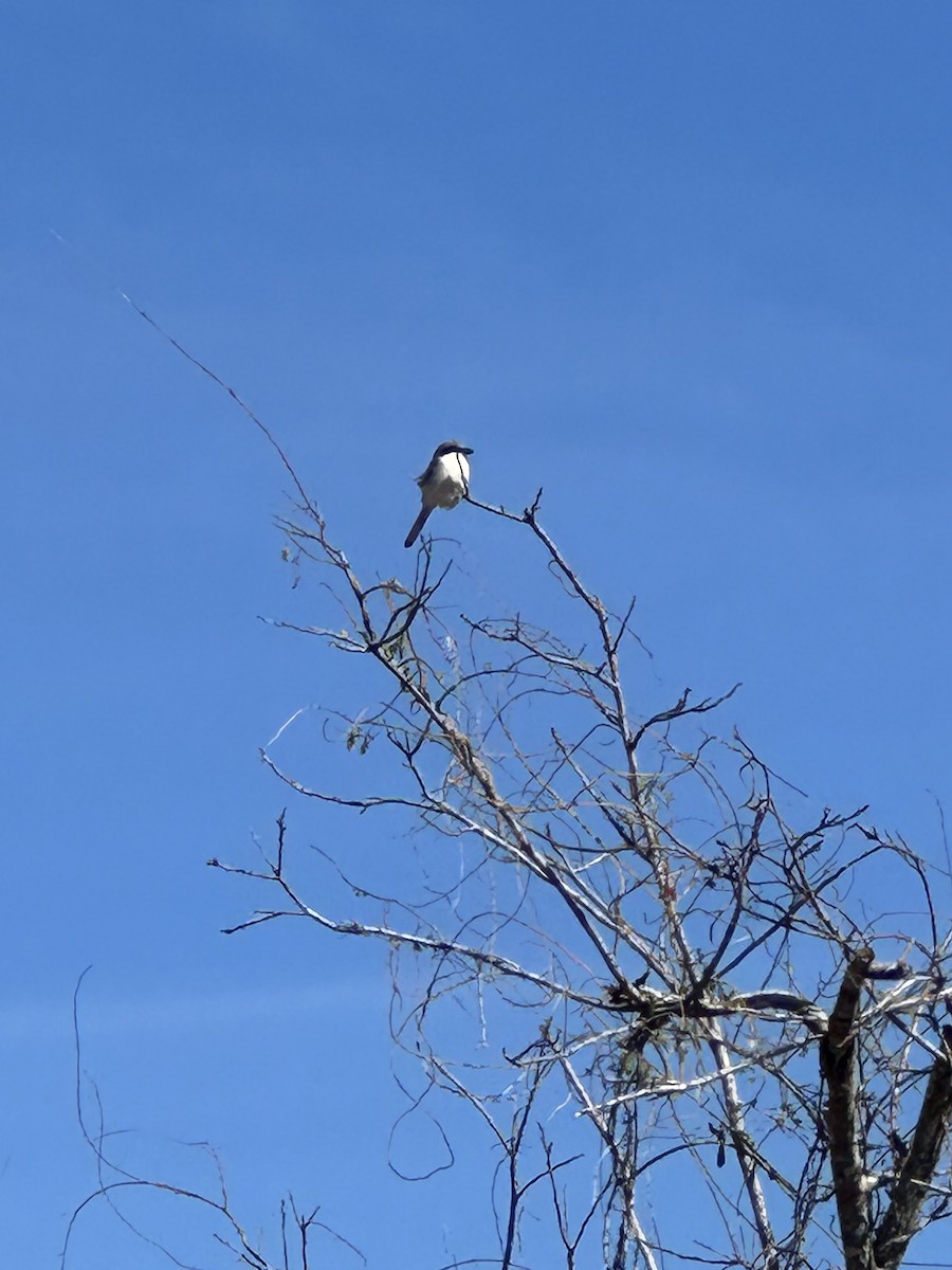 ťuhýk americký - ML629651758