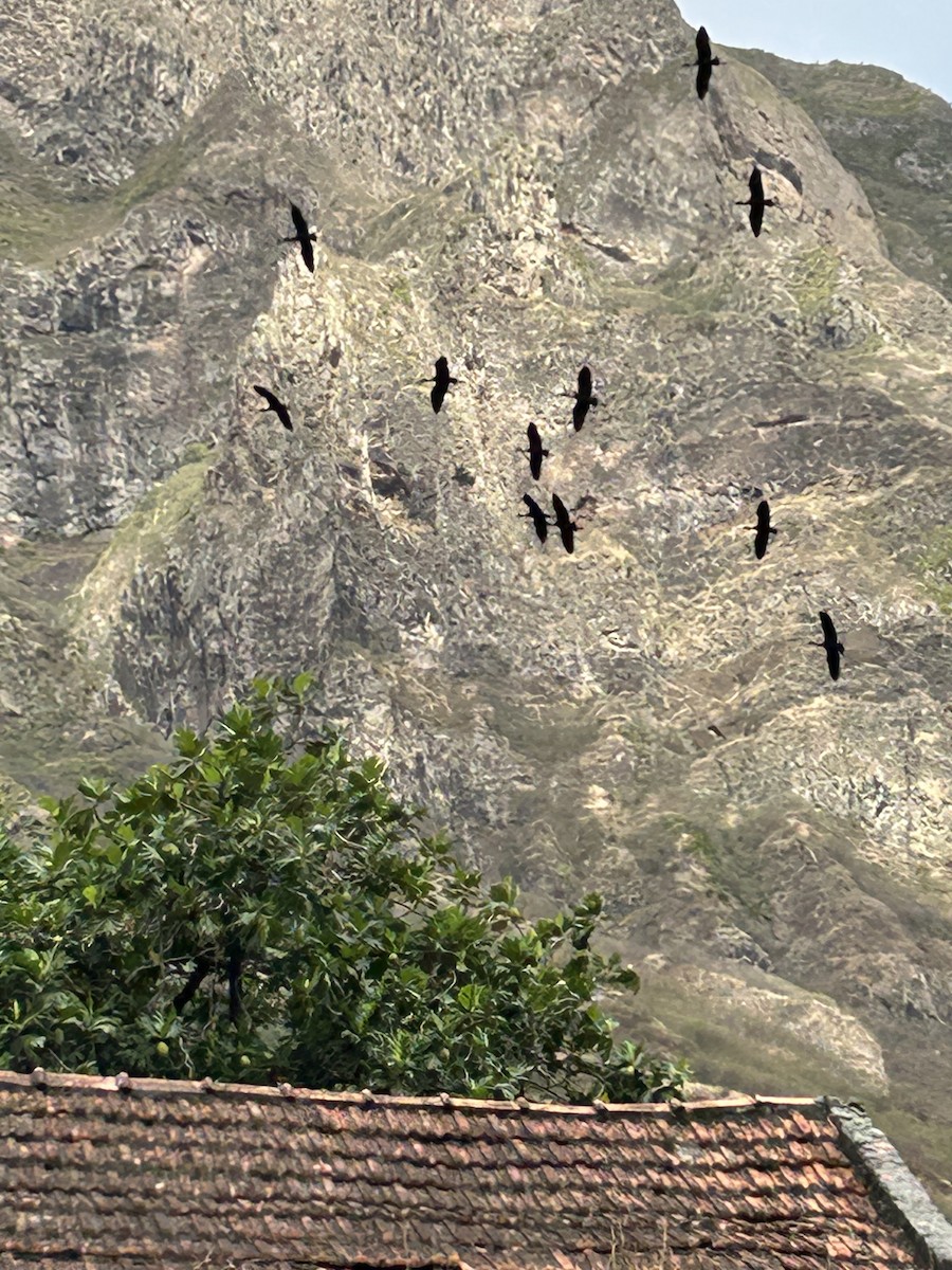 Glossy Ibis - ML629651915