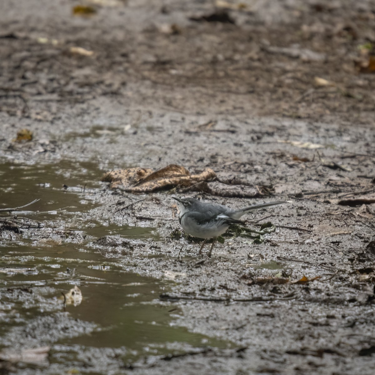 Mountain Wagtail - ML629652030