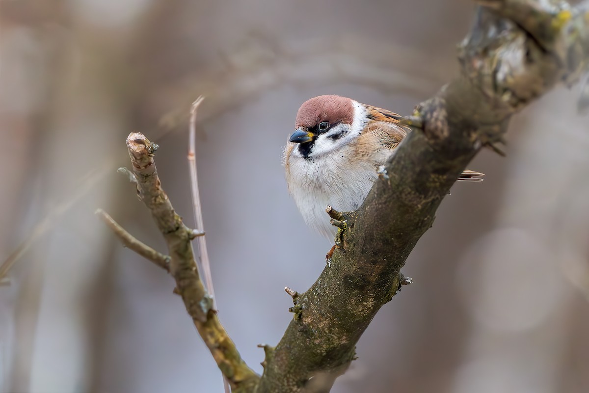 Eurasian Tree Sparrow - ML629652364