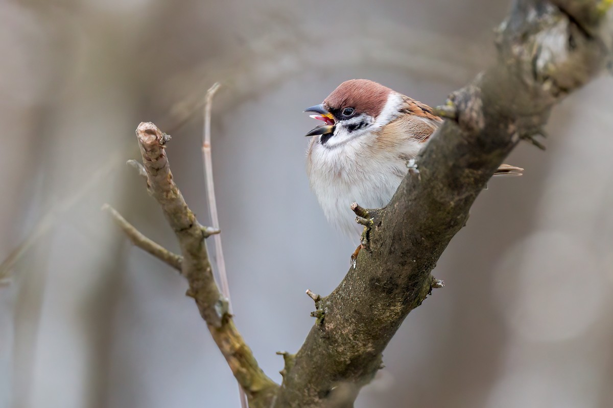 Eurasian Tree Sparrow - ML629652365