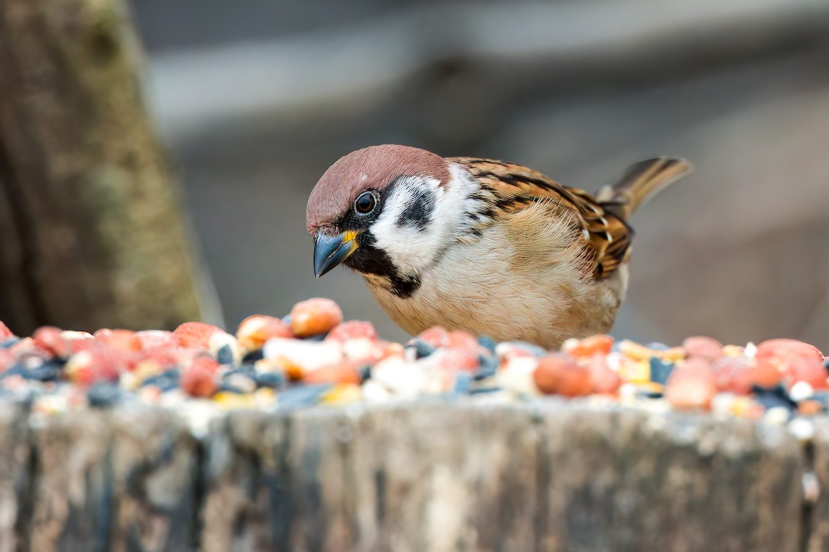 Eurasian Tree Sparrow - ML629652368