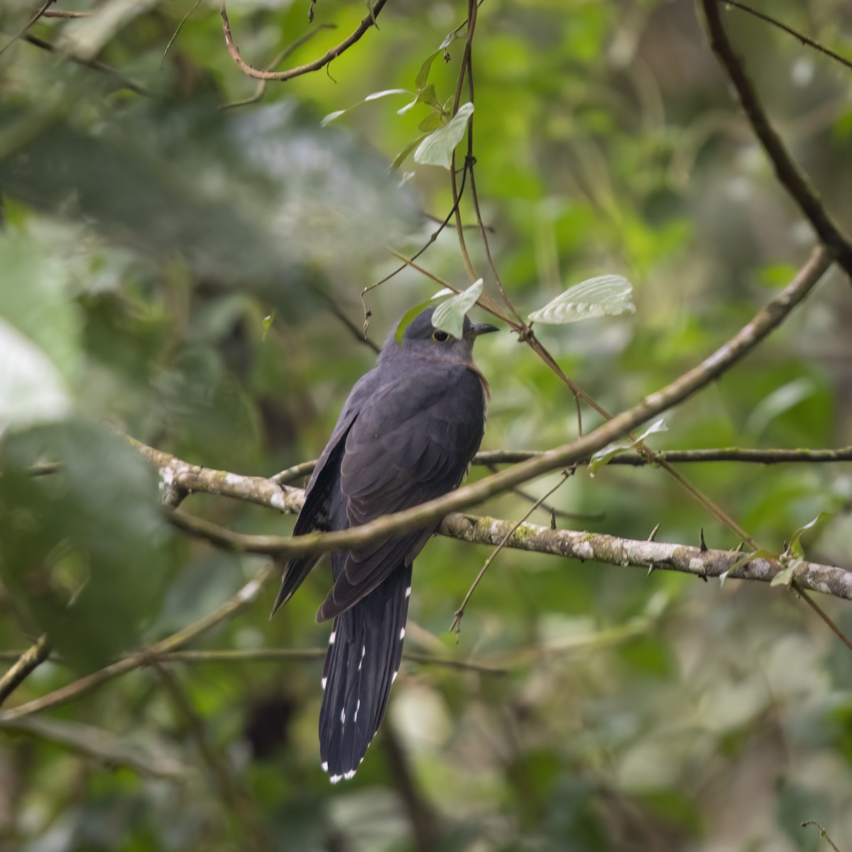 Red-chested Cuckoo - ML629652434