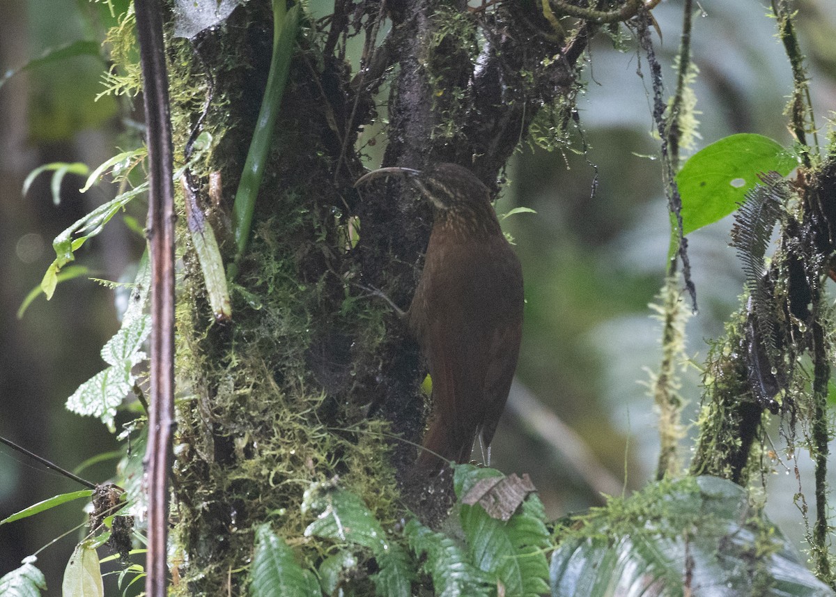 Greater Scythebill - ML629652495