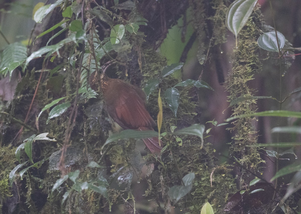 Greater Scythebill - ML629652496