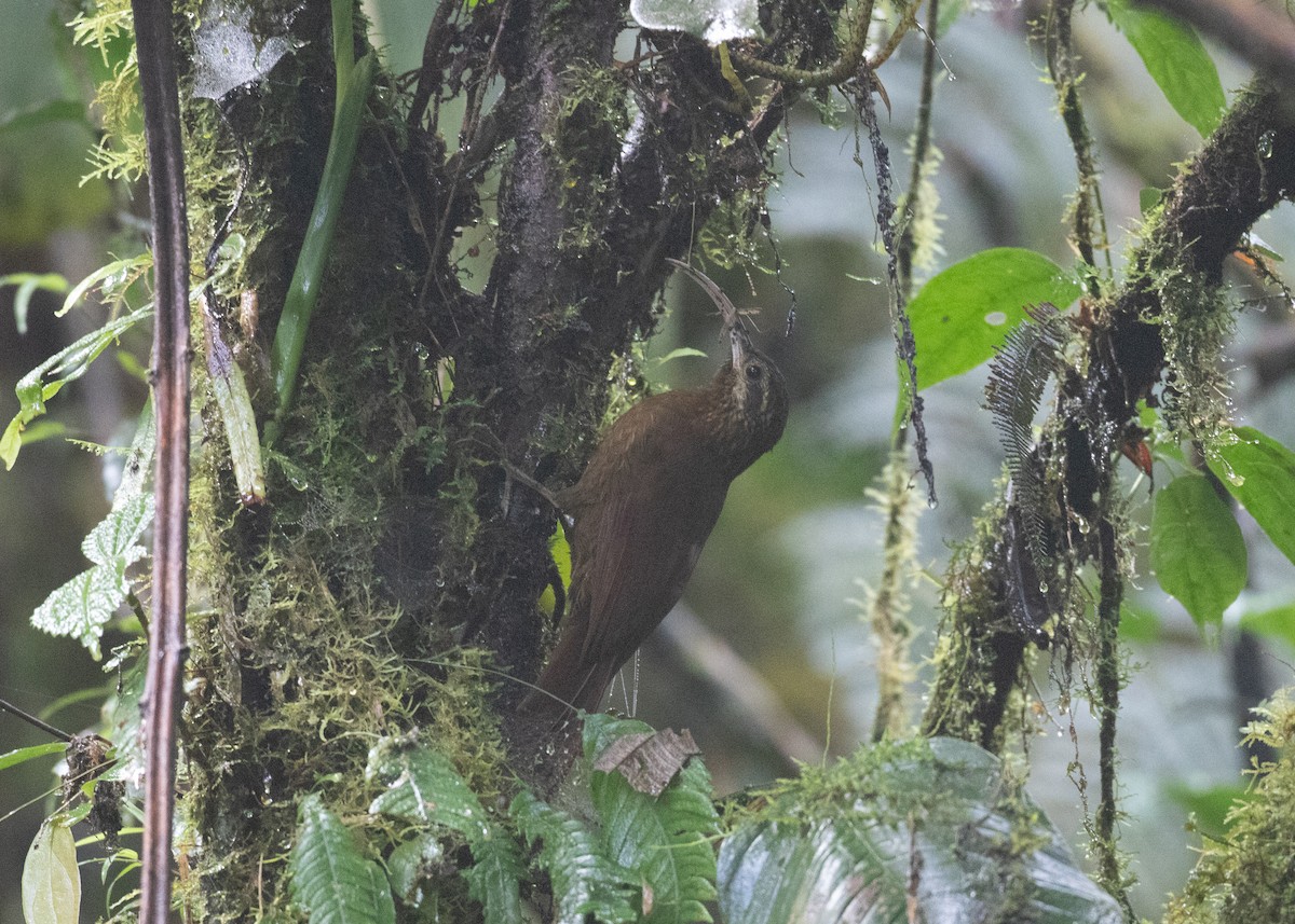 Greater Scythebill - ML629652497