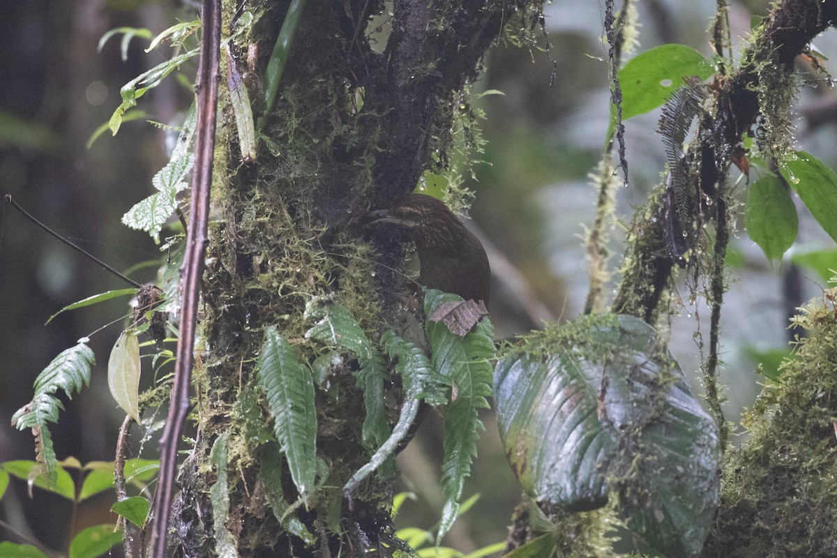 Greater Scythebill - ML629652498