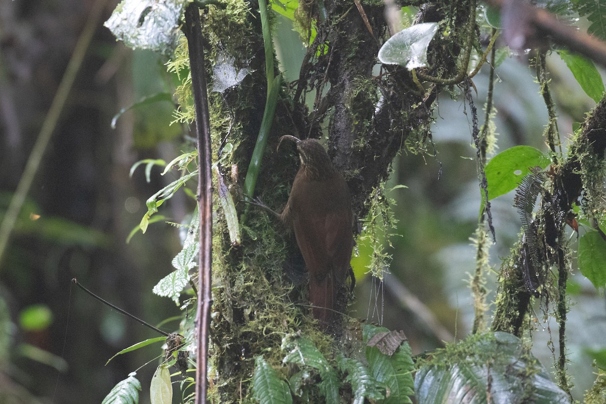 Greater Scythebill - ML629652500