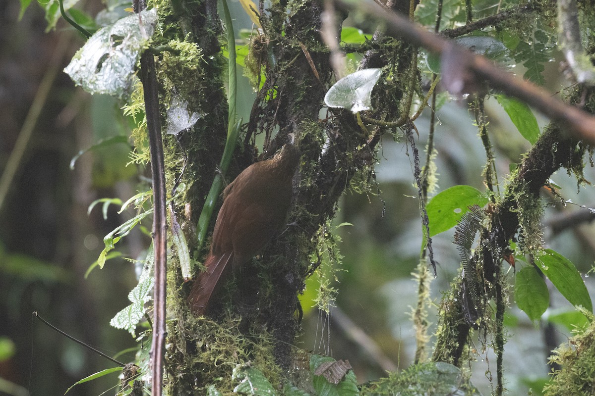 Greater Scythebill - ML629652501