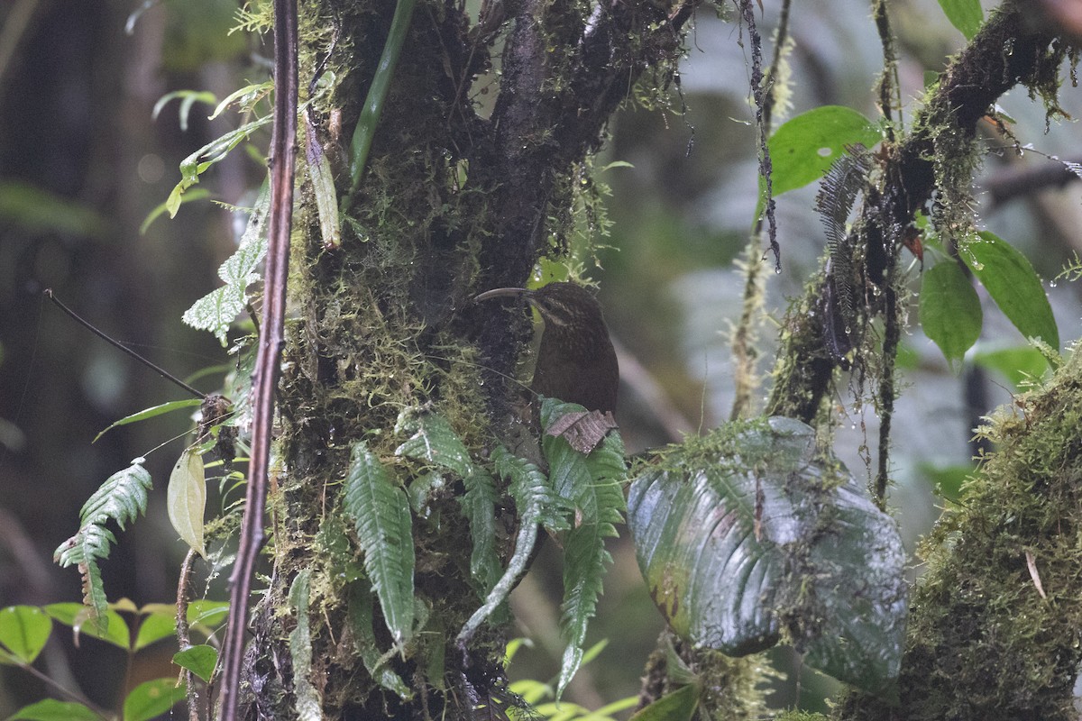 Greater Scythebill - ML629652502