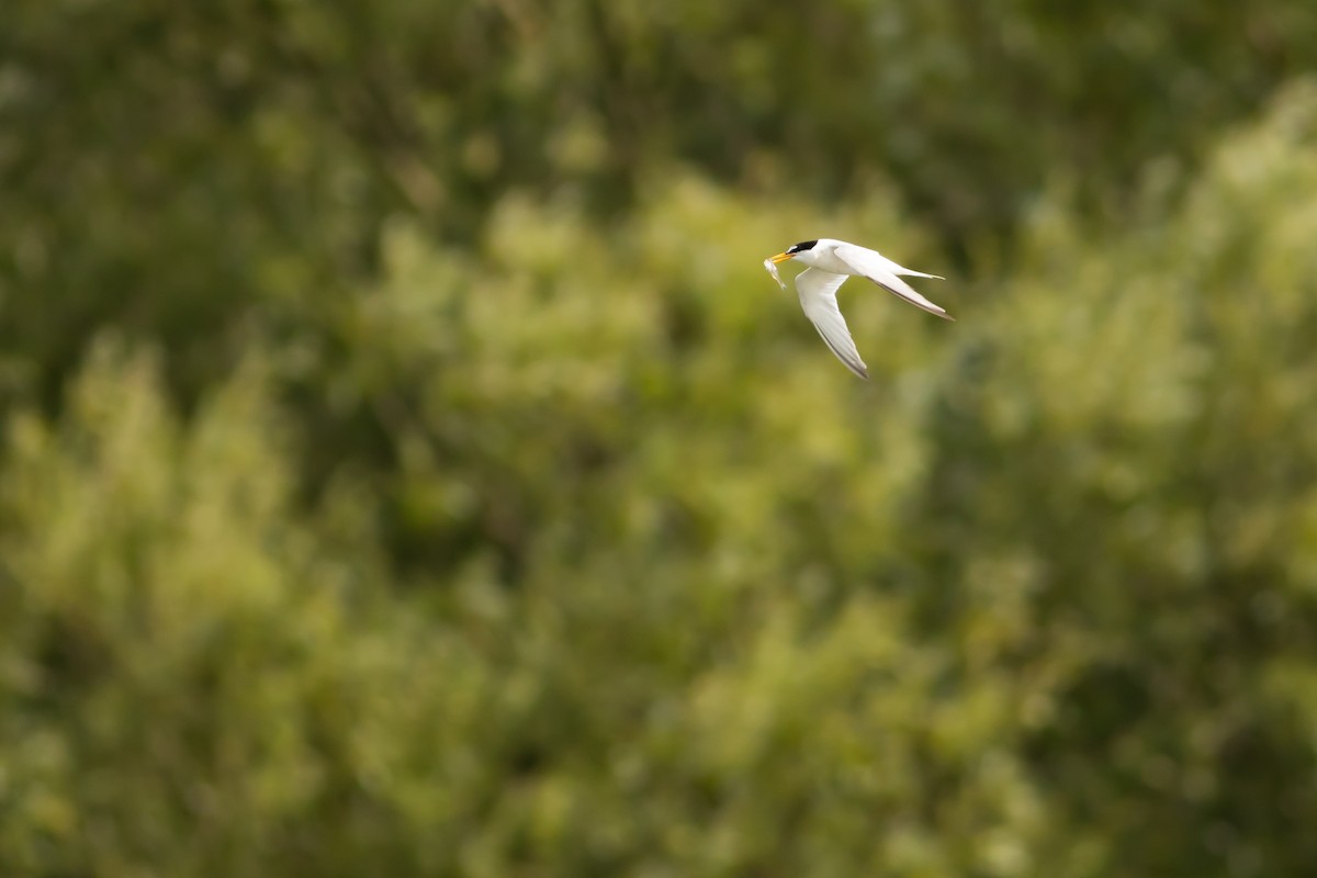 Little Tern - ML629652564
