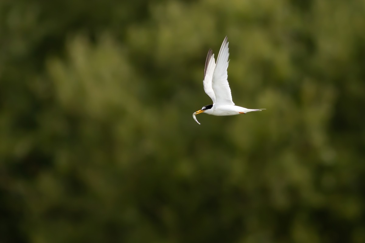 Little Tern - ML629652567