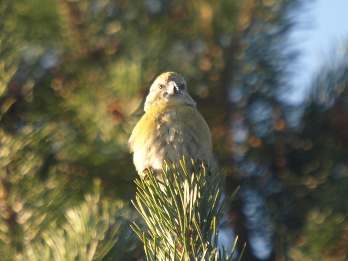 Cassia Crossbill - ML629652587