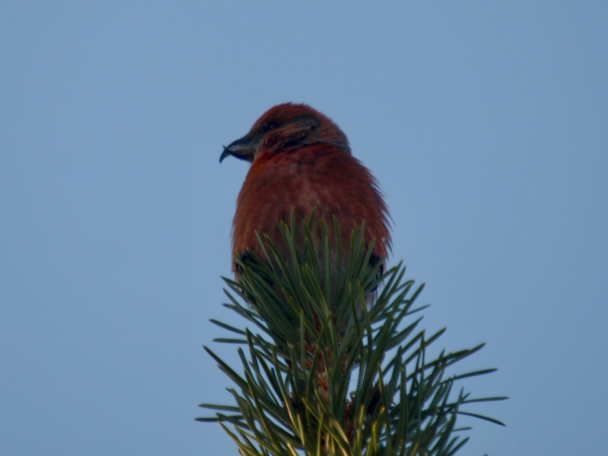 Cassia Crossbill - ML629652588